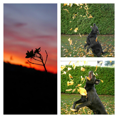 (Mein Hund, Sonnenuntergang) - (Fotografie, instagram)