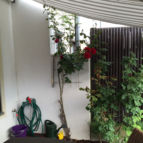 11111 - (Garten, Pflanzen, Rosen)