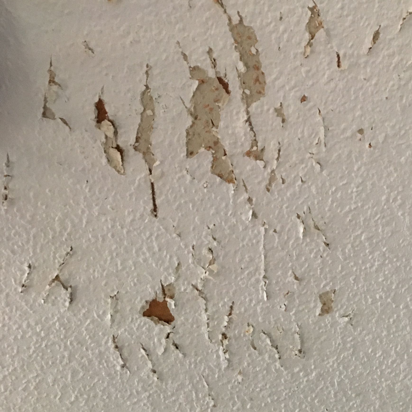 Kann Ich Uber Diese Rauhfasertapete Neu Tapezieren Maler Renovieren Tapete