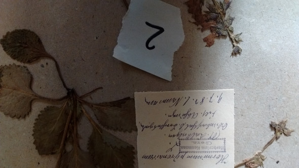  - (Herbarium, altdeutsche Schrift, Berchtesgadener Land)