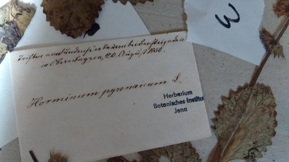  - (Herbarium, altdeutsche Schrift, Berchtesgadener Land)