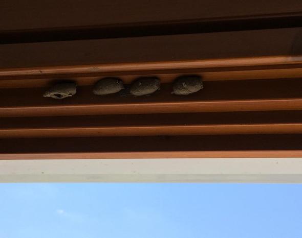 Kokons im Fensterrahmen  - (Gesundheit, Tiere, Insekten)
