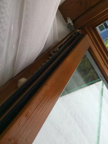 Kokons auf der Oberseite des Fensterflügels (+ Wattebausch) - (Gesundheit, Tiere, Insekten)