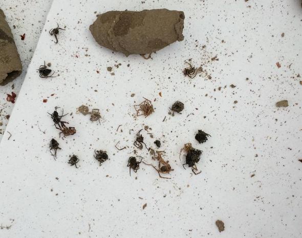 Die toten kleinen Spinnen die teilweise vertrocknet in den Lehmbauten liegen  - (Gesundheit, Tiere, Insekten)