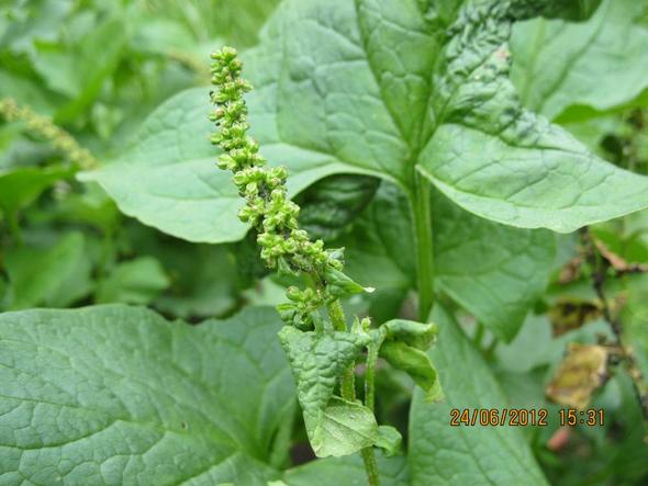 Kann Jemand Diese Pflanze Bestimmen Pflanzen Garten Botanik