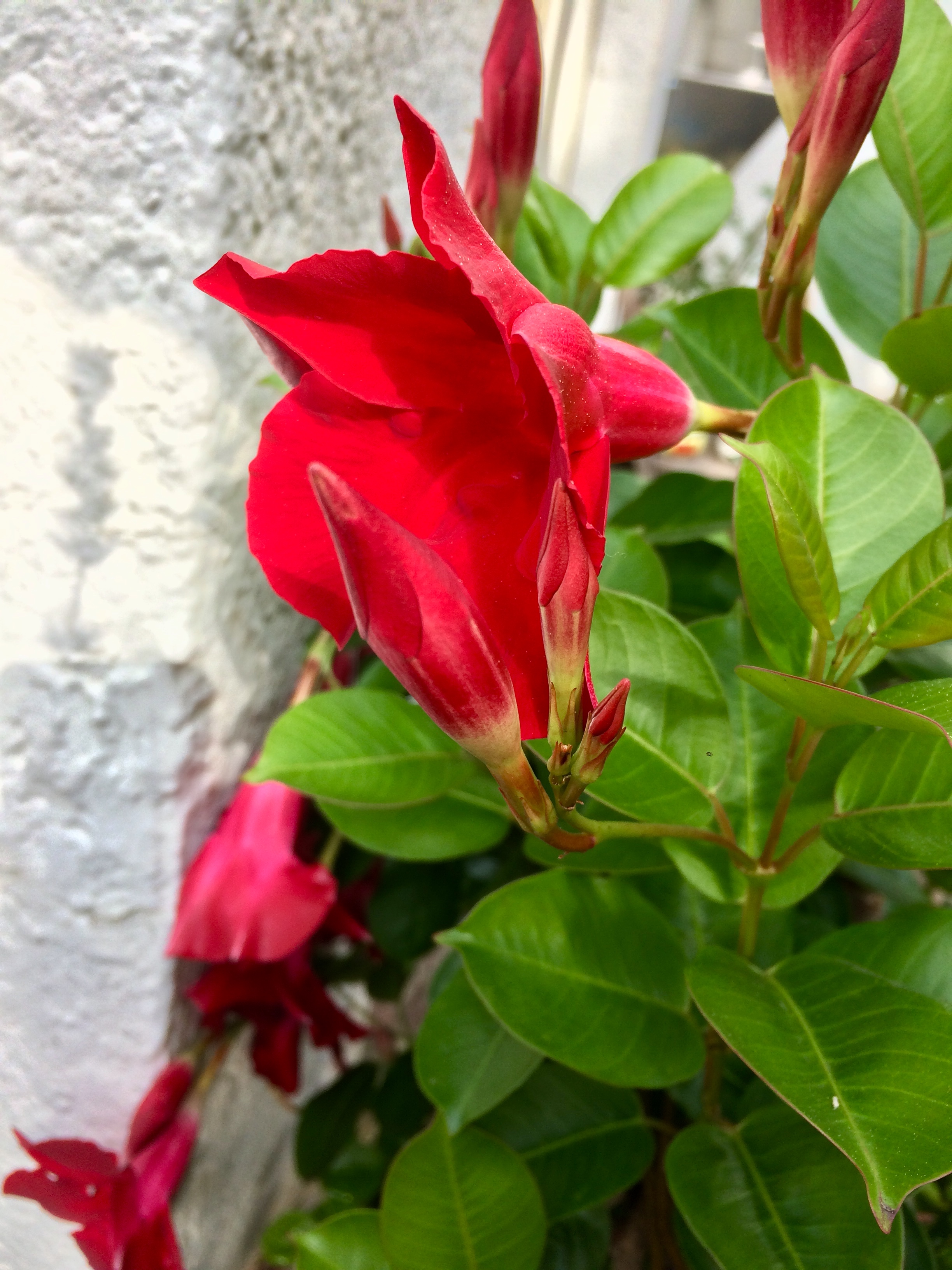 Kann jemand diese Pflanze mit roten Blüten bestimmen