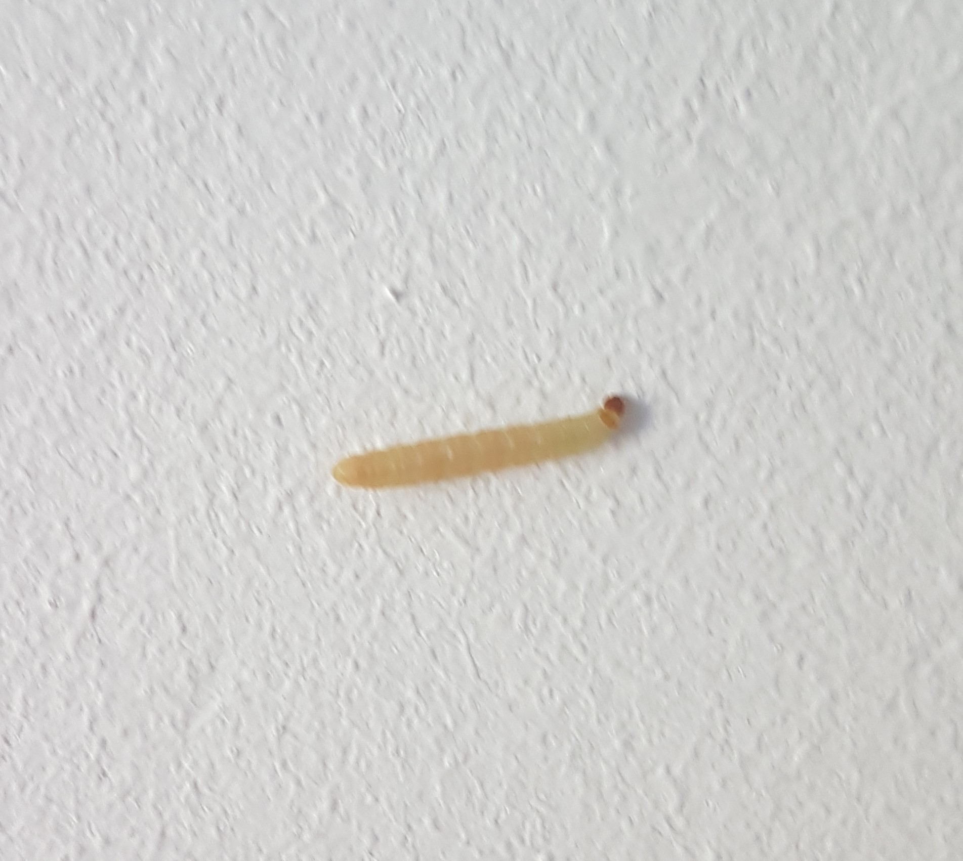 Kann jemand diese Raupe identifizieren? (Insekten, Zimmer, Ungeziefer)