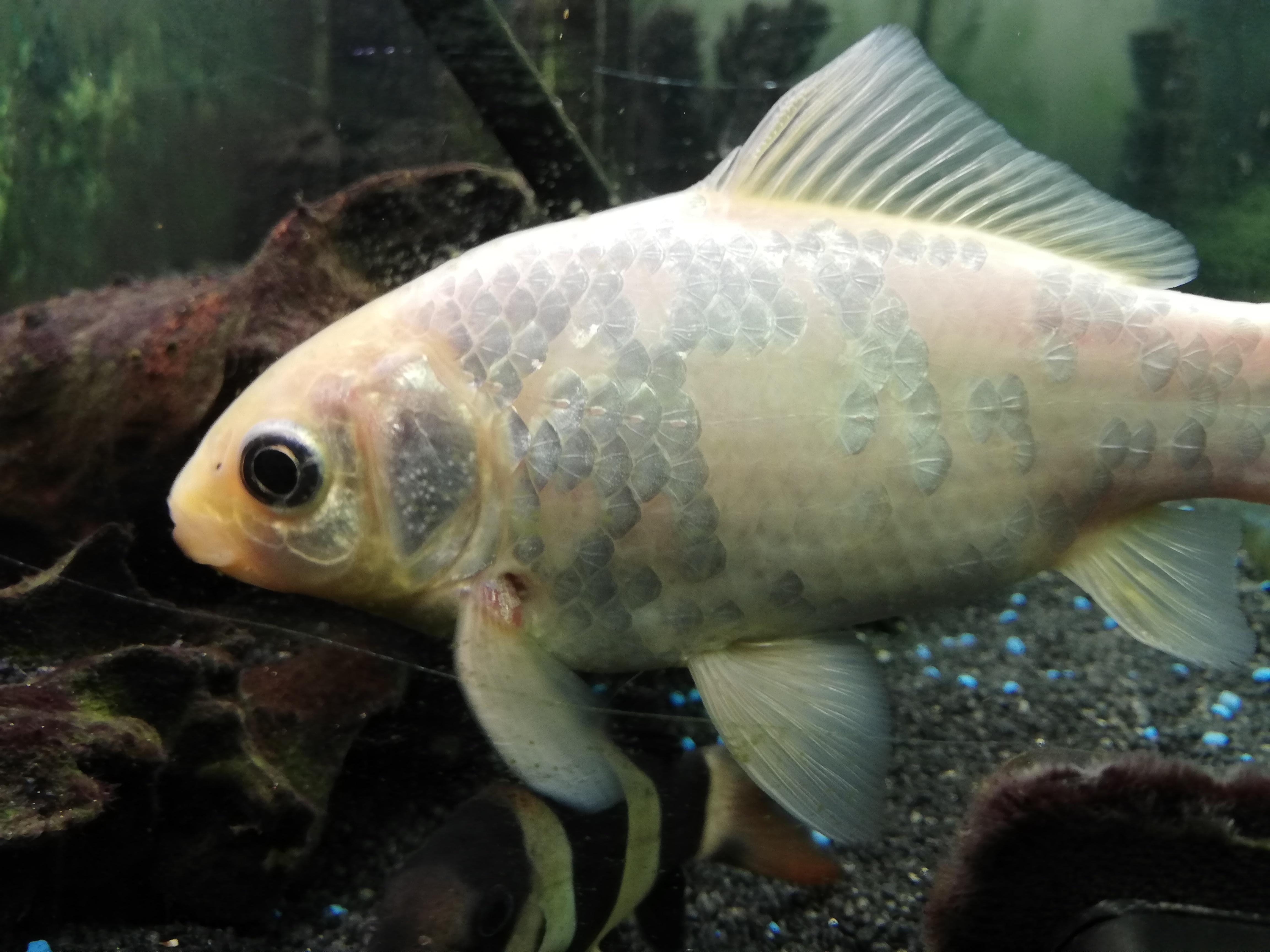 Kann jemand diesen Bildern schon krankheiten entnehmen? (Fische, Aquarium) Kann jemand diesen Bildern schon krankheiten entnehmen? (Fische, Aquarium)