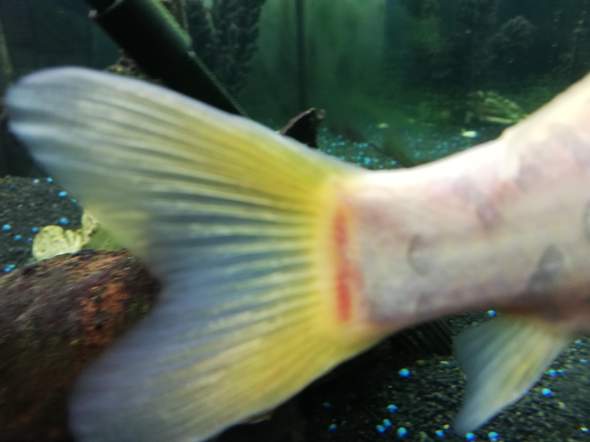 Kann jemand diesen Bildern schon krankheiten entnehmen? (Fische, Aquarium) Kann jemand diesen Bildern schon krankheiten entnehmen? (Fische, Aquarium)