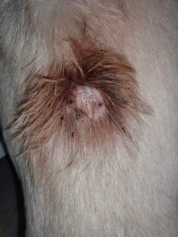 - (Gesundheit und Medizin, Hund, Haustiere)