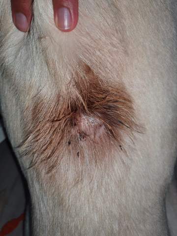 - (Gesundheit und Medizin, Hund, Haustiere)