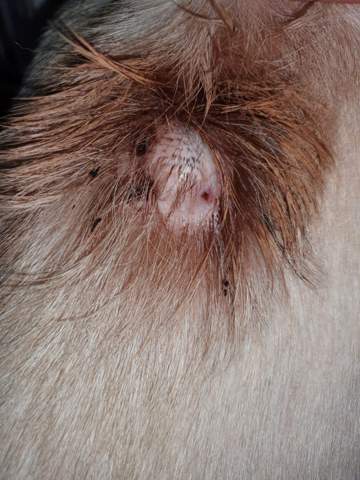 - (Gesundheit und Medizin, Hund, Haustiere)