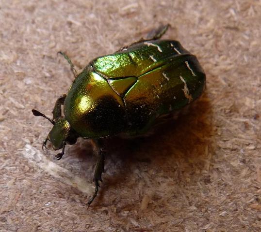 Käfer - (Käfer, Entomologie)