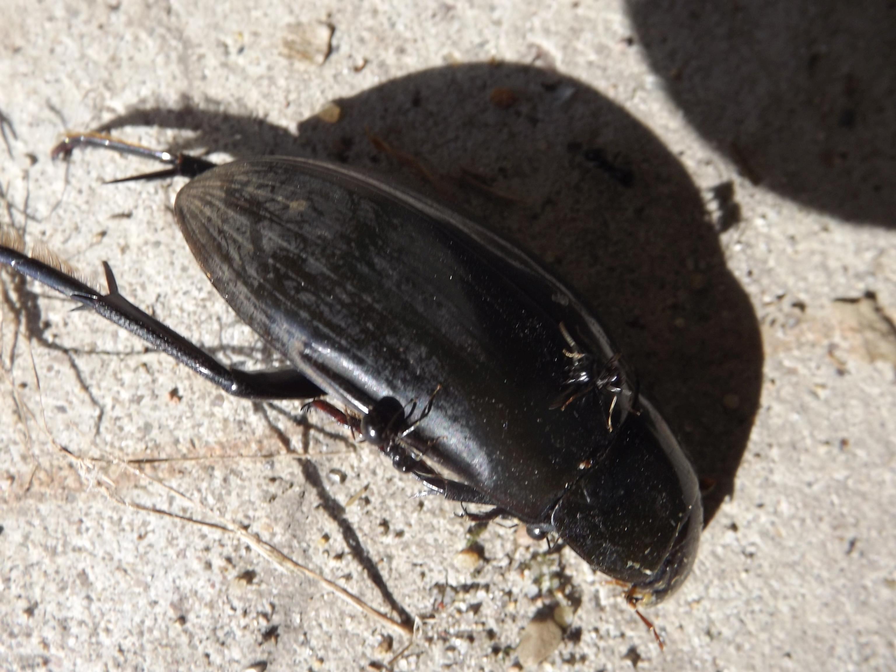 Kann Jemand Dieses Insekt Bzw Diesen Kafer Identifizieren Insekten Insektenbestimmung