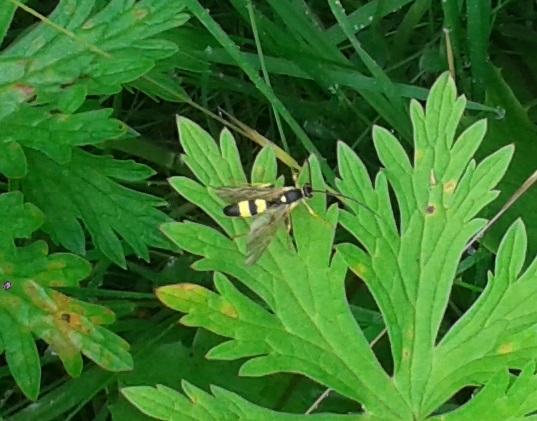 Nicht indentifiziertes Flugobjekt - (Insekten, schwarz, gelb)