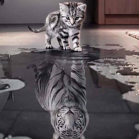 Katze tiger Wasser spiegelt cool - (Katze, Sprüche, Zitat)