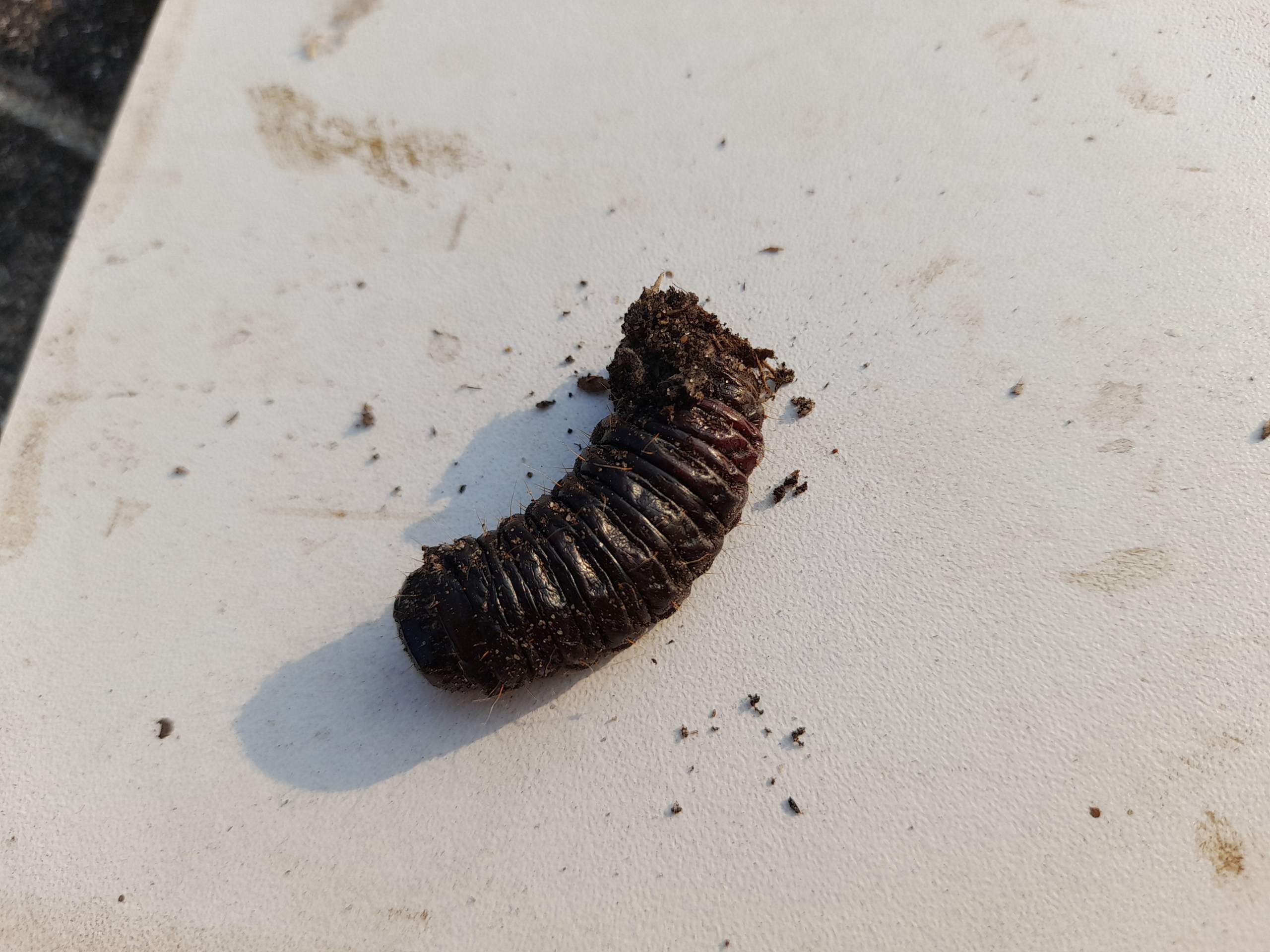 Kann jemand erkennen, was das für eine Raupe ist? (Insekten, Schädlinge ...