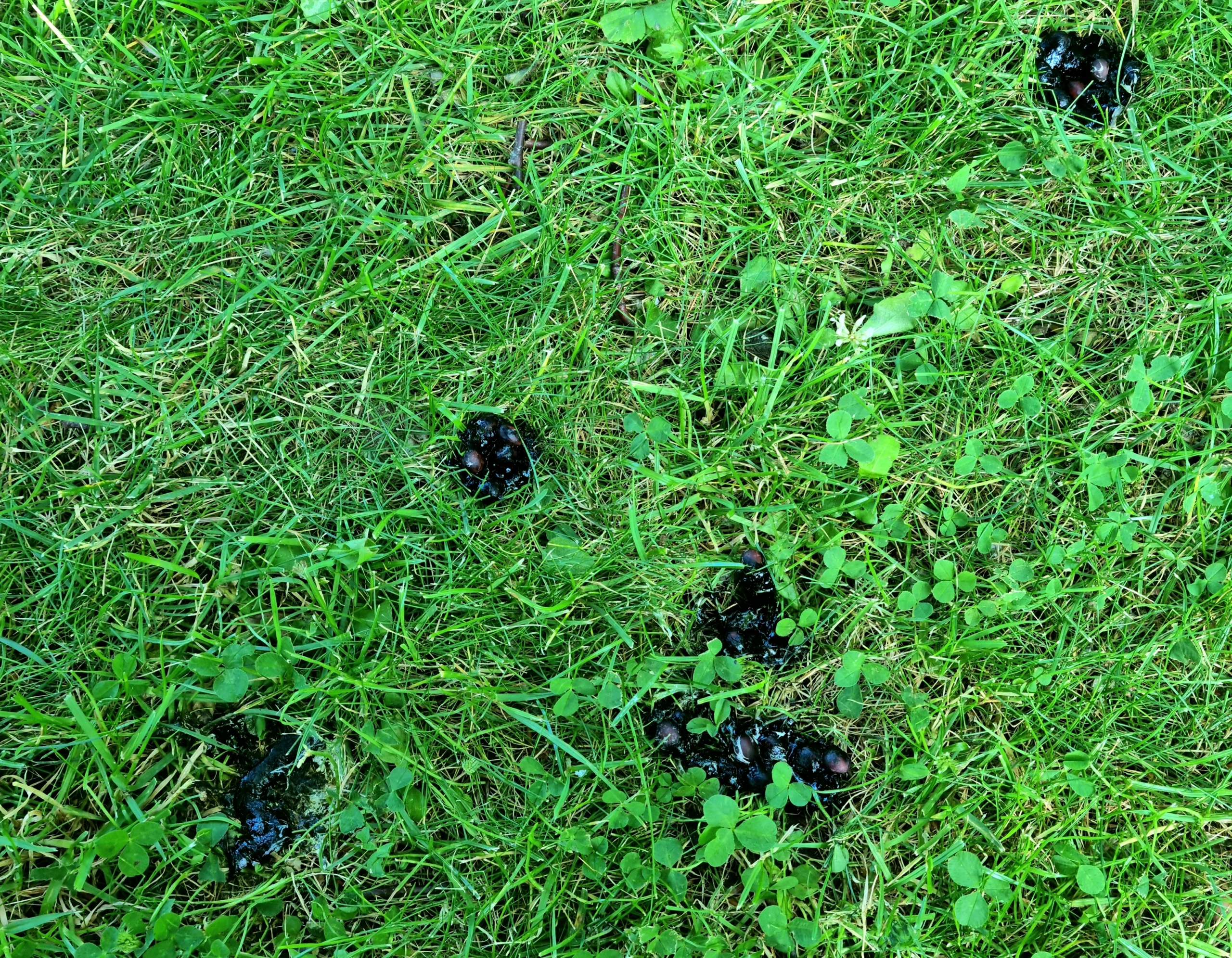 Kann jemand helfen Kot im Garten zu identifizieren? (Tiere)