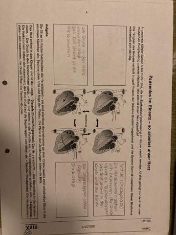 Kann jemand mir in Biologie helfen?