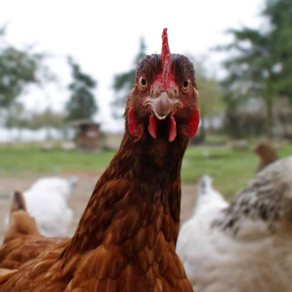 Kann man 2 Hühner als Privatperson kaufen und wo? (Tiere, Eier, Huhn)