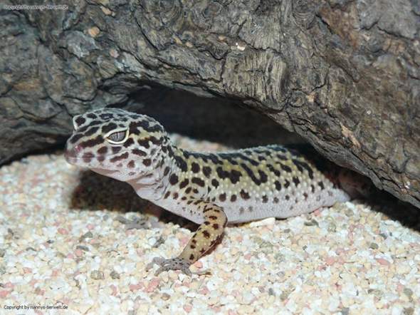 Kann man 2 leopardgeckos in einen 100×50×50 cm Terrarium halten?
