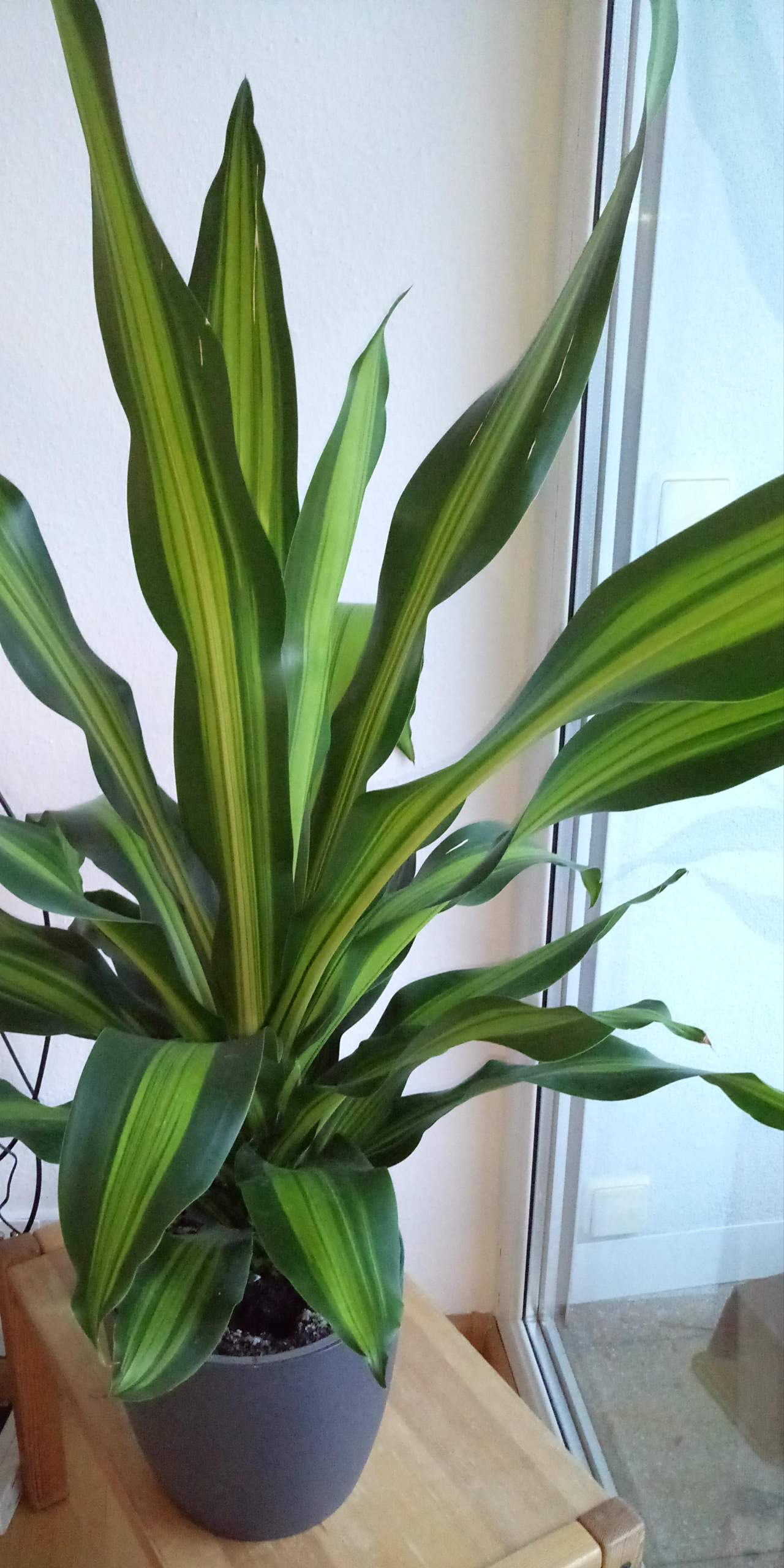 efeu grün weiß Gemeiner Efeu White Ripple (Hedera helix 'White Ripple') | Mobilane®  Fertighecke 180 cm