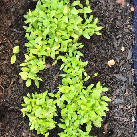 Pflanzen erkennen Pflanzen erkennen