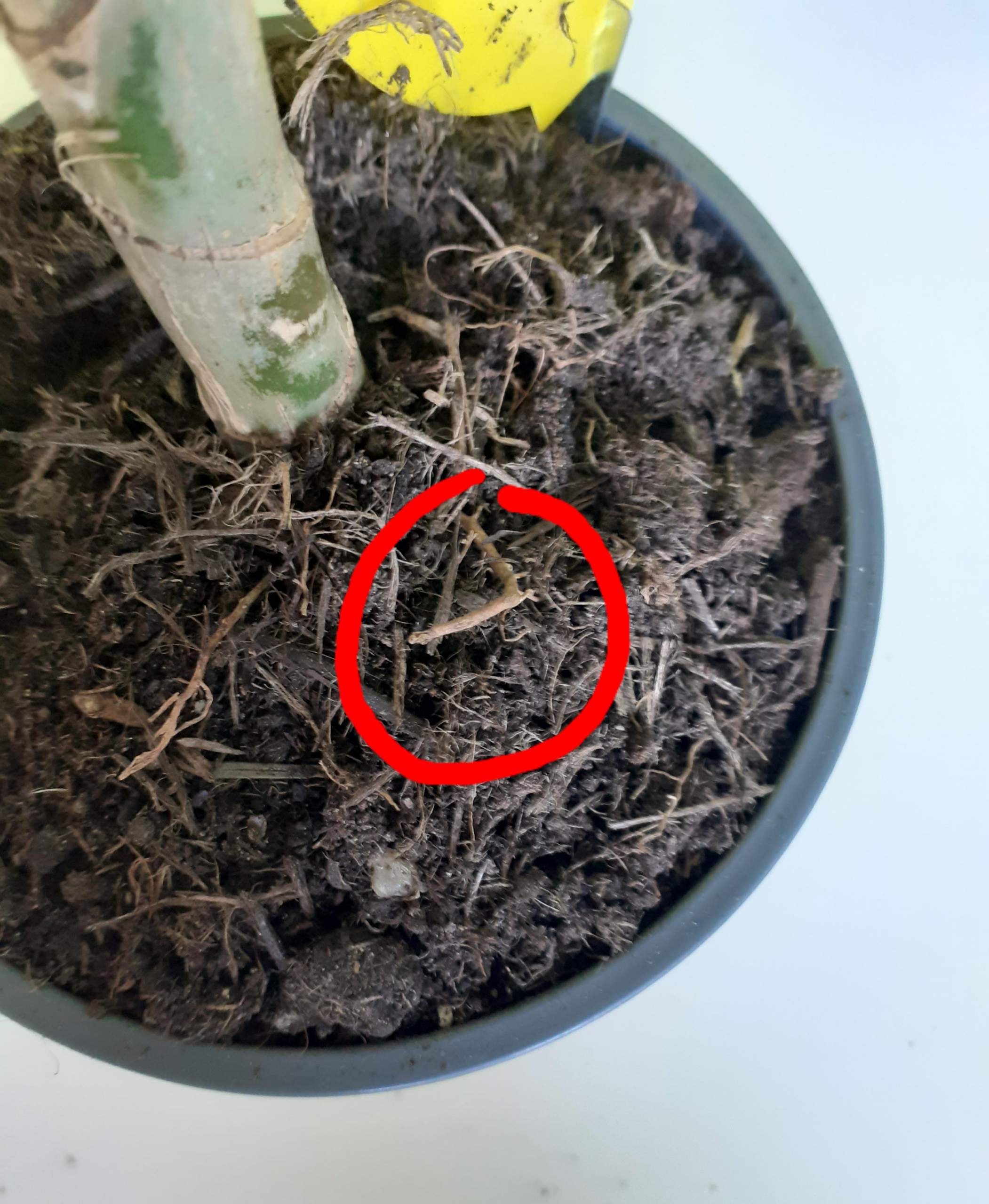 Kann man aus der Erde rausguckende Wurzeln beim Drachenbaum abschneiden?  (Zimmerpflanzen)