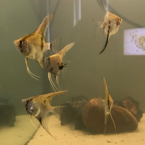 Kann man beim skalar erkennen ob Männchen oder Weibchen? (Fische, Aquarium,  Aquaristik)