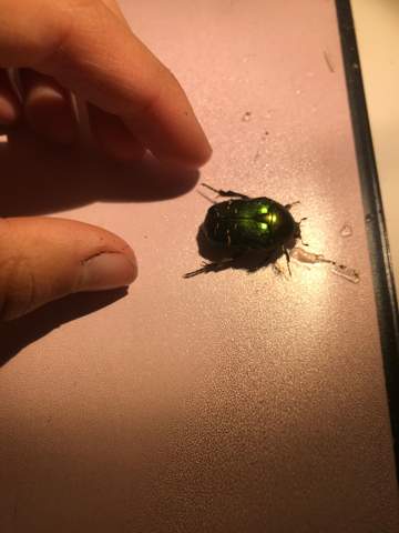 Kann Man Den Gemeinen Rosenkafer Als Haustier Halten