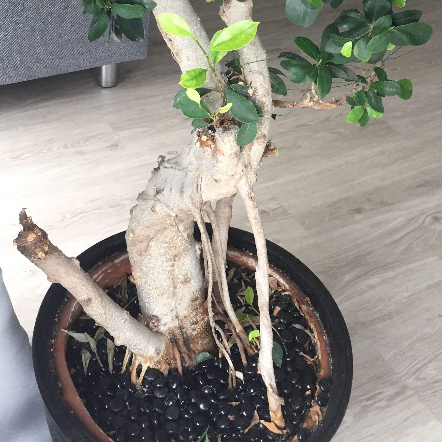 Kann man den kahlen Ast am Bonsai veredeln damit er wieder grn wird?  (Blumen, Zimmerpflanzen, Natur und Umwelt)