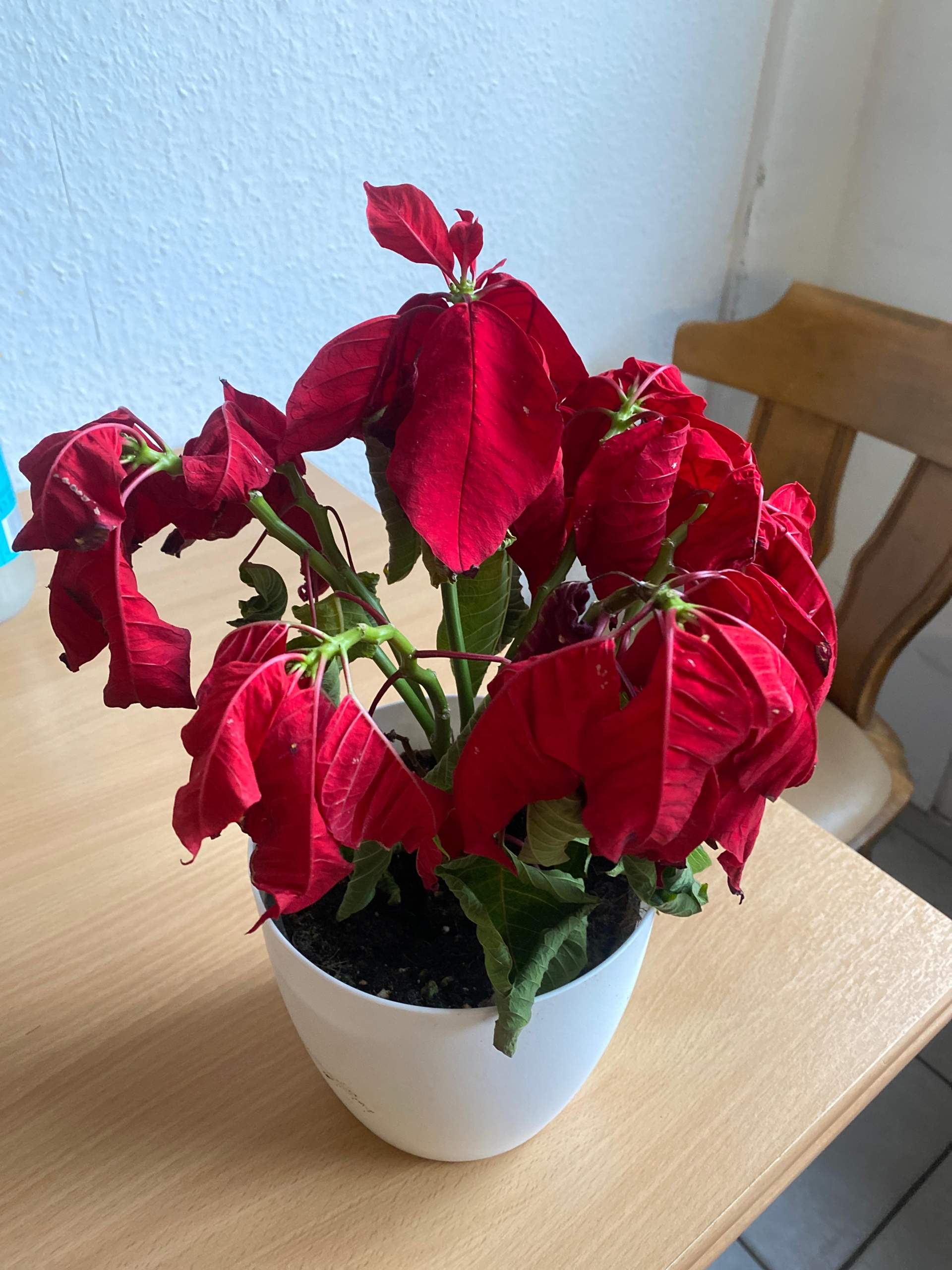 Kann man den Weihnachtsstern noch retten? (Wasser, Blumen, Pflanzenpflege)