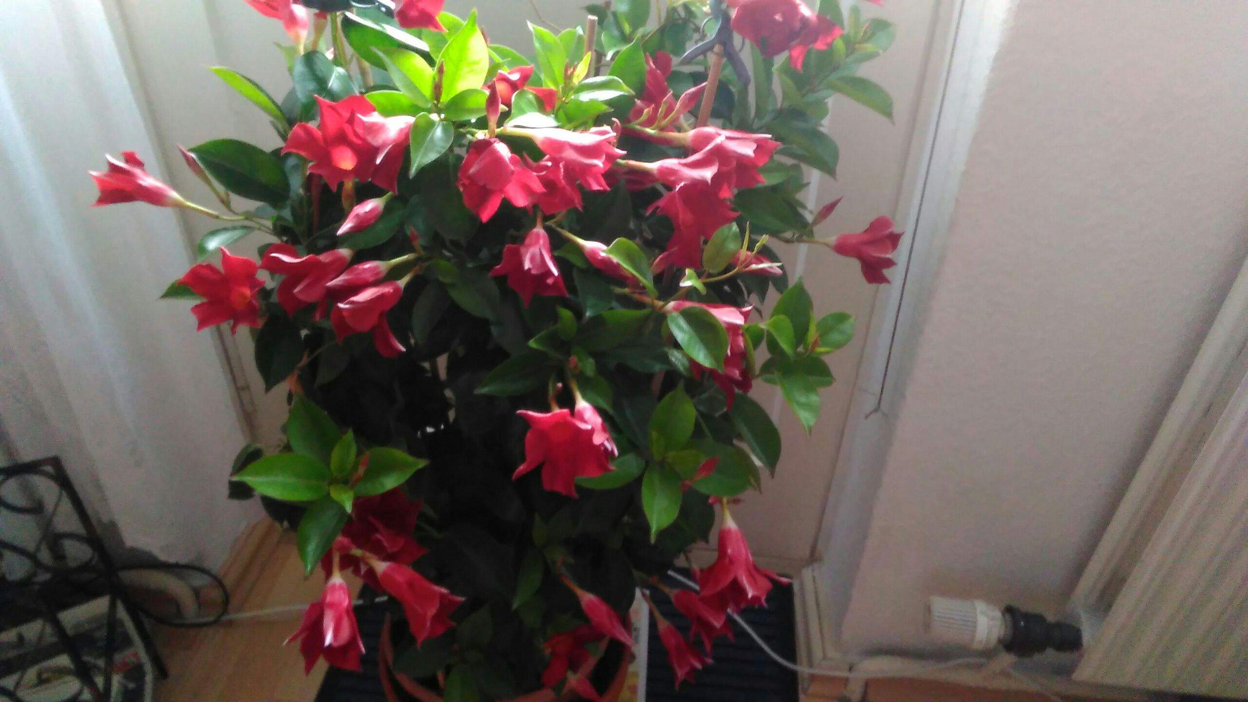 Kann man die Blume überwintern? (Pflanzen, Blumen, Zimmerpflanzen)