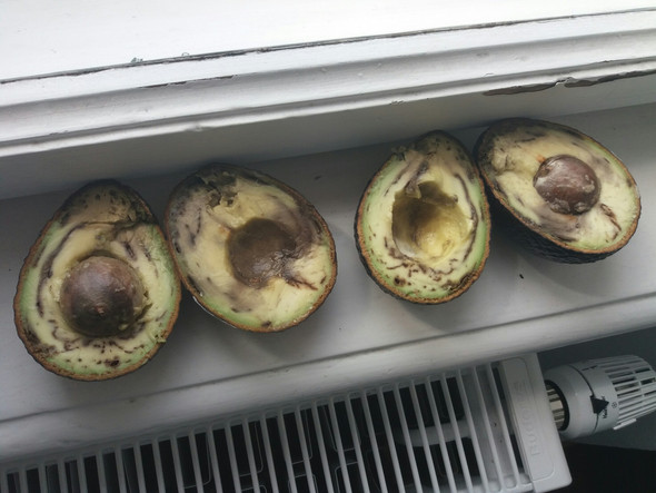 Avocado Braune Flecken Avocado Innen Braun Wirf Uberreife Avocados Nicht Weg 2020 01 25