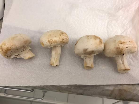 Kann Man Diese Champignons Noch Verzehren Foto Computer Gesundheit Und Medizin Gesundheit Kann Man Diese Champignons Noch Verzehren Foto Computer Gesundheit Und Medizin Gesundheit