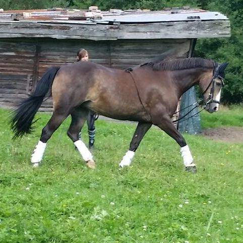 Falbe Pferd Kaufen Schweiz