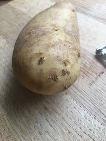 Kann man diese Kartoffel(n) noch essen?
