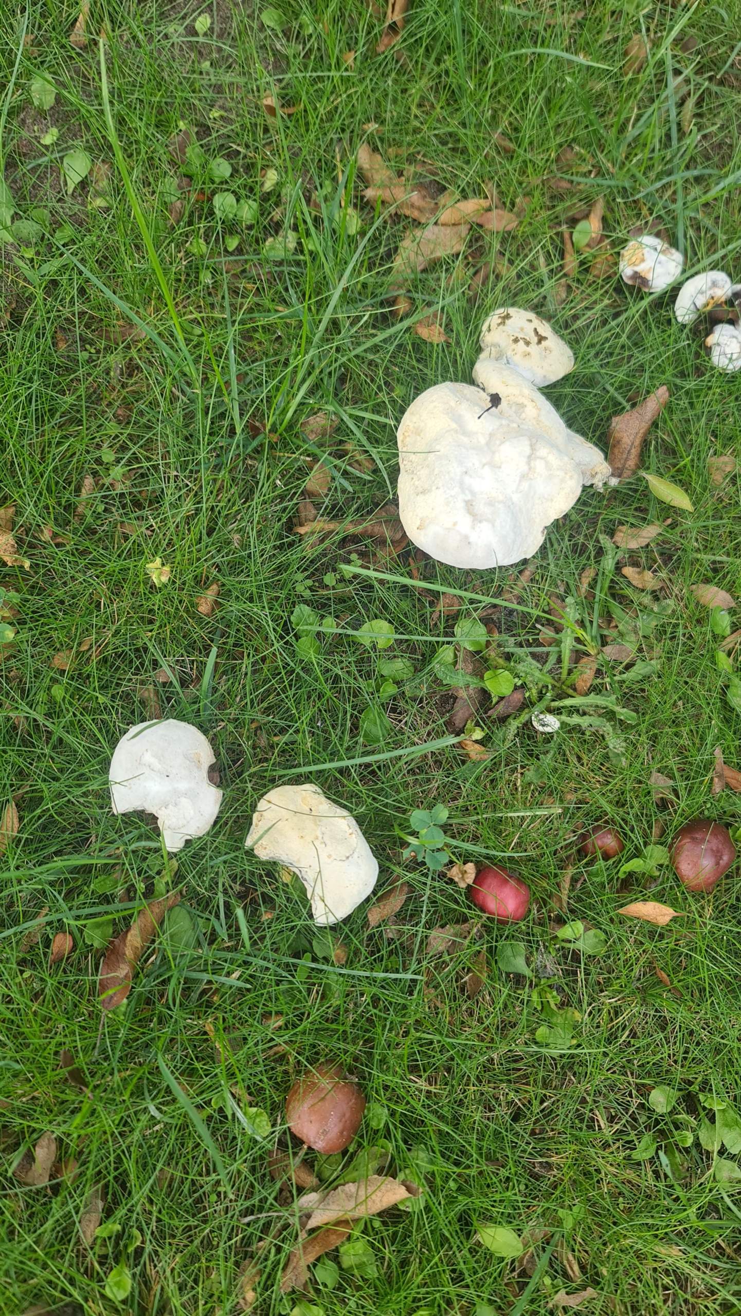 Wie Viele Fliegenpilze Kann Man Essen