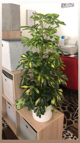 Kann man diese Zimmerpflanze noch retten?