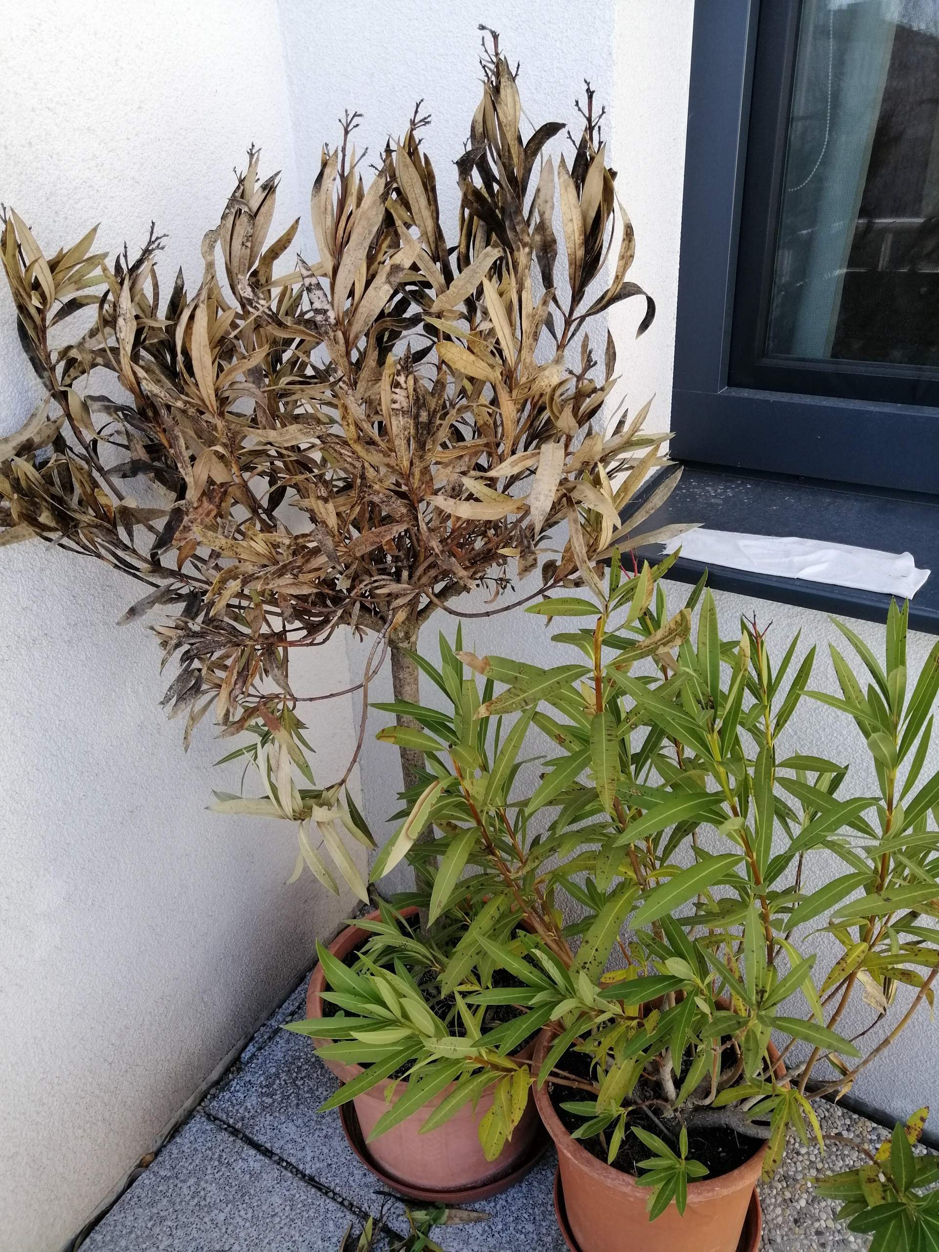 Kann man diesen Oleander noch retten? (Pflanzenpflege, Schädlinge, Gärtner)