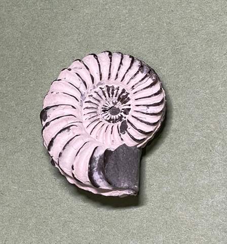 Kann man dieses Fossil mit Linoldruck drucken?