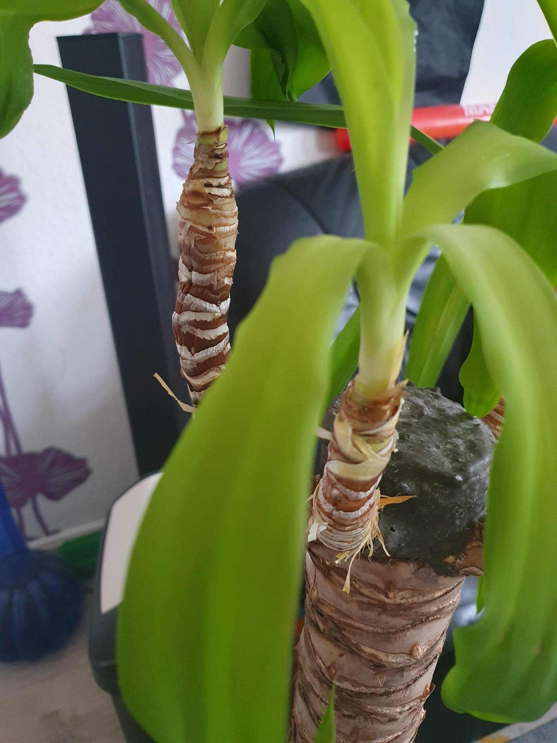 Kann man eigentlich die weichen Stiele von einer Yuccapalme 🌴 mit ein