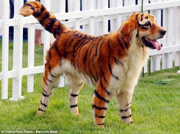 Tiger - (Tiere, Hund, Katze)