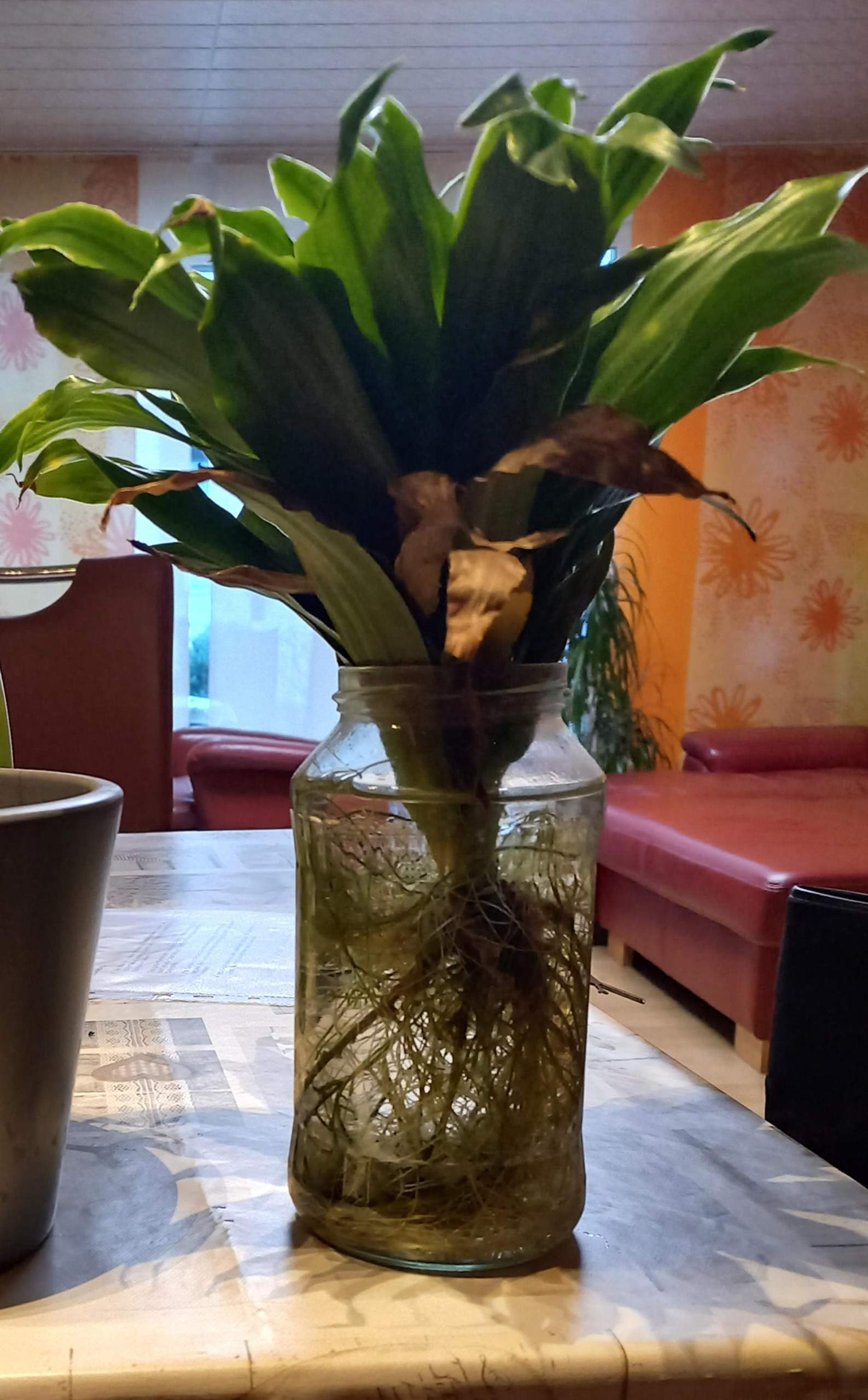 Kann man eine Dracaena mit Blattgruppe ohne Stamm vermehren? (Pflanzen,  Pflanzenvermehrung)