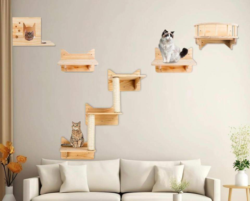 Kann man eine Katze in einer Einraumwohnung halten? (Wohnung, Haustiere, Hauskatze)