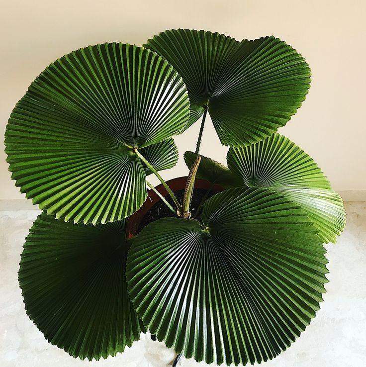 Kann man eine licuala orbicularis ohne probleme in deutschland halten