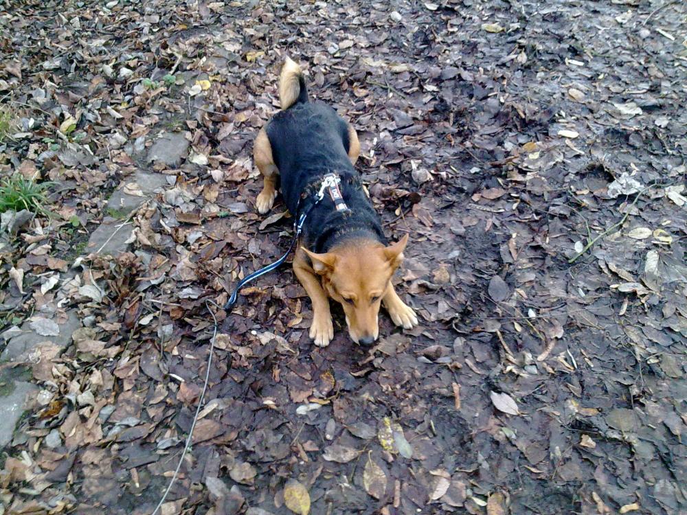 Kann man einen 7 Jahre alten Hund noch erziehen? (Leistung