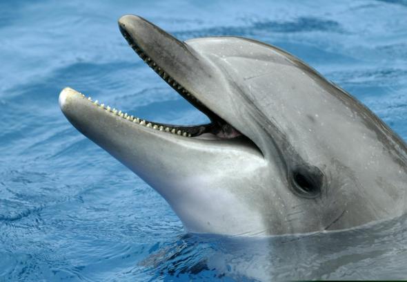 delfin - (kaufen, Delfine)