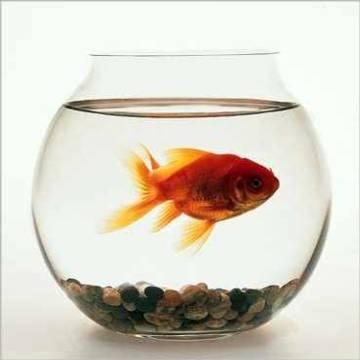 Fisch im glas - (Tiere, Glas)