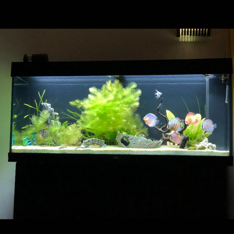 Mein Aquarium  - (Tiere, Fische, Aquarium)
